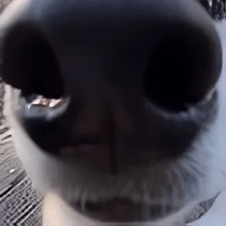 🐶-Сюдасюдасюда, Telegram Sticker