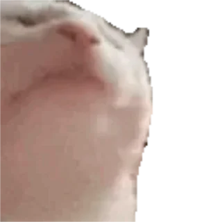 🎶-Сюдасюдасюда, Telegram Sticker