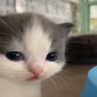 🐱-Сюдасюдасюда, Telegram Sticker