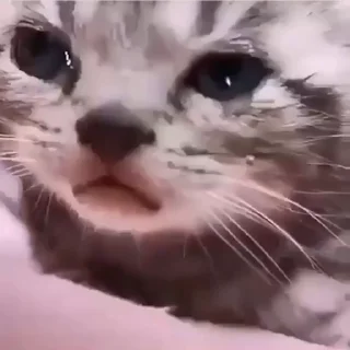 😿-Сюдасюдасюда, Telegram Sticker
