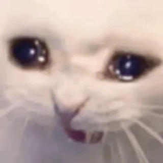 😿-Сюдасюдасюда, Telegram Sticker