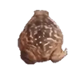 🐸-Сюдасюдасюда, Telegram Sticker