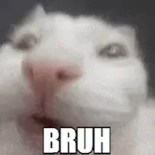 🙀-Сюдасюдасюда, Telegram Sticker