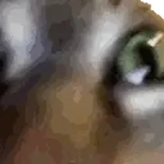 🙀-Сюдасюдасюда, Telegram Sticker