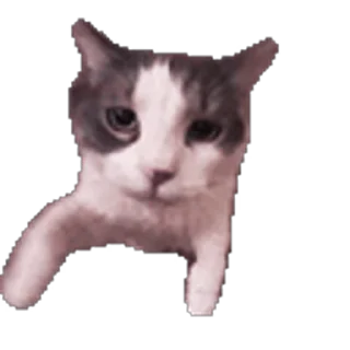 😽-Сюдасюдасюда, Telegram Sticker