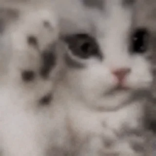 😿-Сюдасюдасюда, Telegram Sticker