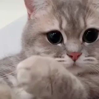 🙂-@buttorfleoge Kitties Bites, Telegram Sticker