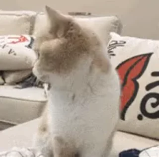 😂-@buttorfleoge Kitties Bites, Telegram Sticker