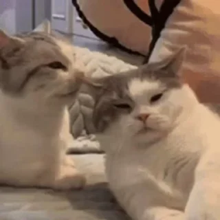 🙂-@buttorfleoge Kitties Bites, Telegram Sticker