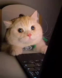 🙂-@buttorfleoge Kitties Bites, Telegram Sticker