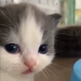 🙂-@buttorfleoge Kitties Bites, Telegram Sticker