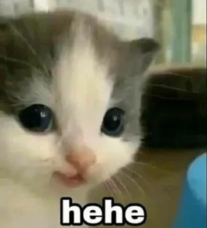 🙂-@buttorfleoge Kitties Bites, Telegram Sticker