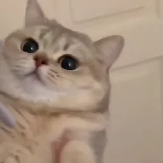 🙂-@buttorfleoge Kitties Bites, Telegram Sticker