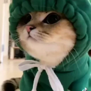 🙂-@buttorfleoge Kitties Bites, Telegram Sticker