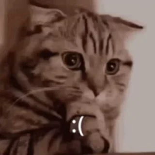🙂-@buttorfleoge Kitties Bites, Telegram Sticker