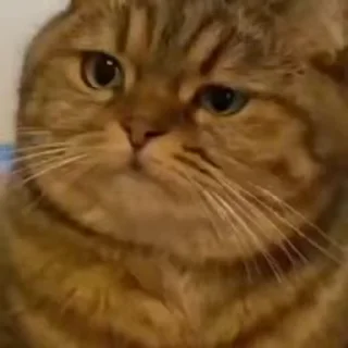 @buttorfleoge Kitties Bites
