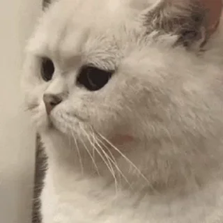 🙂-@buttorfleoge Kitties Bites, Telegram Sticker