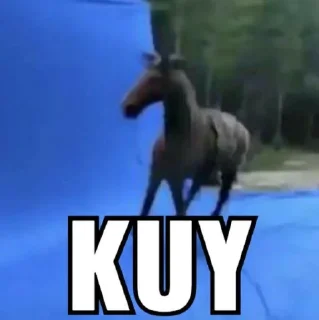 🐴-Terkadang, Telegram Sticker