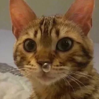 😐-Это конец, Telegram Sticker