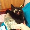 🤑-Это конец, Telegram Sticker