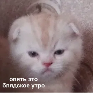 😠-Это конец, Telegram Sticker