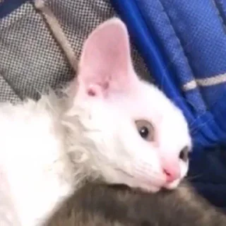 😒-Это конец, Telegram Sticker