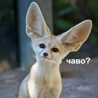 🤨-Это конец, Telegram Sticker
