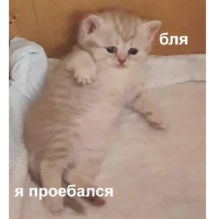 ☹️-Это конец, Telegram Sticker