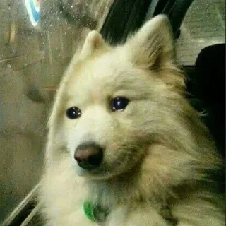😭-Это конец, Telegram Sticker