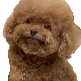 🐶-TikTok Animals @TgSticker, Telegram Sticker