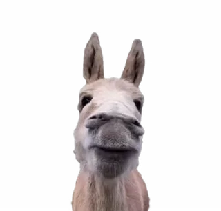 😏-TikTok Animals @TgSticker, Telegram Sticker