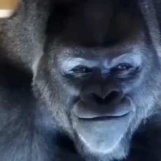 🦍-TikTok Animals @TgSticker, Telegram Sticker