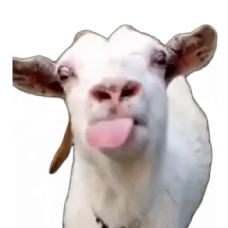 😛-TikTok Animals @TgSticker, Telegram Sticker