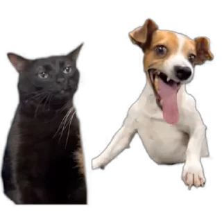 😄-TikTok Animals @TgSticker, Telegram Sticker