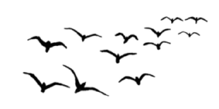 🕊-ملصقات خاصه لـ @TOLLAY_LIKE ., Telegram Sticker