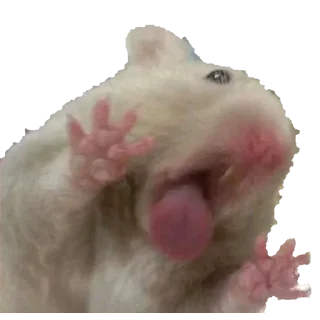 😛-@StickersOFC | @zLooker, Telegram Sticker