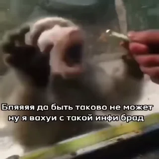 🤯-Мартышкин пон by @DuoSticker_bot, Telegram Sticker
