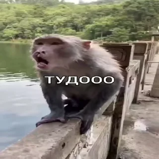 ☝️-Мартышкин пон by @DuoSticker_bot, Telegram Sticker
