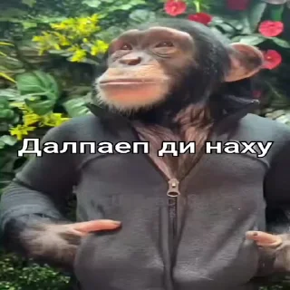 😎-Мартышкин пон by @DuoSticker_bot, Telegram Sticker