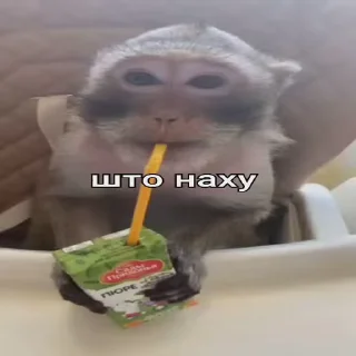 🤨-Мартышкин пон by @DuoSticker_bot, Telegram Sticker