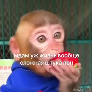 😒-Мартышкин пон by @DuoSticker_bot, Telegram Sticker