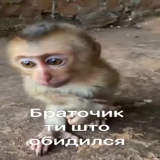 🥺-Мартышкин пон by @DuoSticker_bot, Telegram Sticker