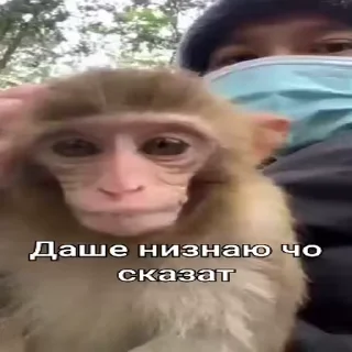 🤷-Мартышкин пон by @DuoSticker_bot, Telegram Sticker