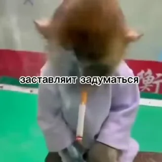 🧐-Мартышкин пон by @DuoSticker_bot, Telegram Sticker
