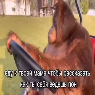 🛻-Мартышкин пон by @DuoSticker_bot, Telegram Sticker