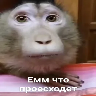 🫤-Мартышкин пон by @DuoSticker_bot, Telegram Sticker