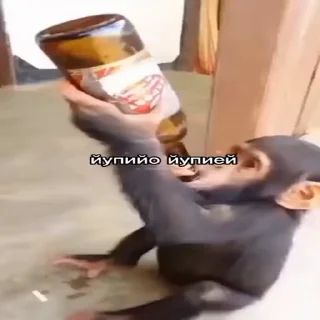 🍺-Мартышкин пон by @DuoSticker_bot, Telegram Sticker