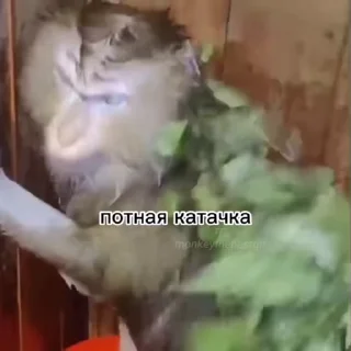 🥵-Мартышкин пон by @DuoSticker_bot, Telegram Sticker