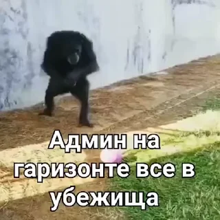 🏠-Мартышкин пон by @DuoSticker_bot, Telegram Sticker
