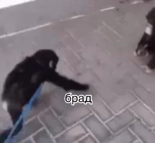 ✊-Мартышкин пон by @DuoSticker_bot, Telegram Sticker